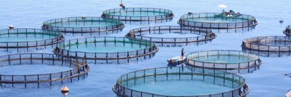 %7B04917b17-11f7-448e-9252-e7bf5ac2077d%7D_aquaculture_600x200.png